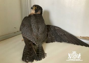 Cagliari: la Polizia locale salva un giovane falchetto