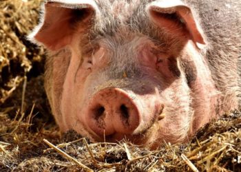 Coldiretti Sardegna: al via le domande di rimorso del Pcr per gli allevatori