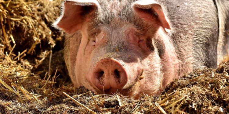 Coldiretti Sardegna: al via le domande di rimorso del Pcr per gli allevatori