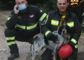 Dorgali: i vigili del fuoco salvano un setter