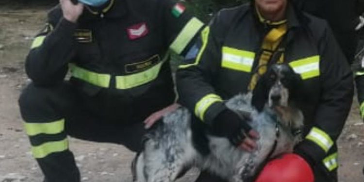 Dorgali: i vigili del fuoco salvano un setter