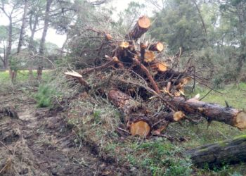 Italia Nostra e WWF Sassari: «Interventi invasivi nel SIC di Platamona, chi li ha autorizzati?»