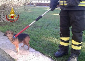 I vigili del fuoco, a Cagliari, hanno soccorso e recuperato un cagnolino da un muraglione dei giardini pubblici
