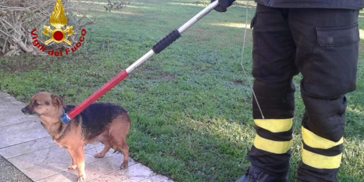 I vigili del fuoco, a Cagliari, hanno soccorso e recuperato un cagnolino da un muraglione dei giardini pubblici