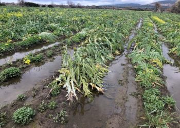 Valledoria e Santa Maria Coghinas, il maltempo allaga le carciofaie: l’allarme di Coldiretti Nord Sardegna