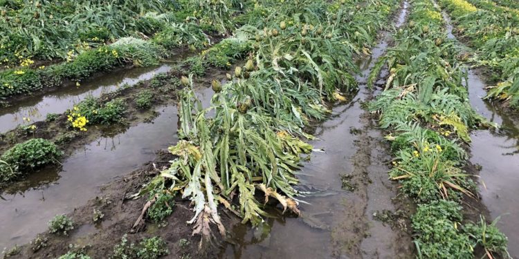 Valledoria e Santa Maria Coghinas, il maltempo allaga le carciofaie: l’allarme di Coldiretti Nord Sardegna
