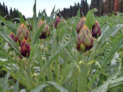 Cresce l’allarme nel settore agricolo del Medio Campidano per via delle abbondanti precipitazioni che si sono abbattute nella zona