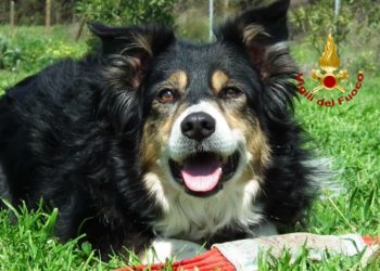 È venuta a mancare “Kira”, componente pioniera dell’unità cinofila del Corpo Nazionale dei vigili del fuoco