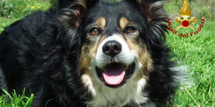 È venuta a mancare “Kira”, componente pioniera dell’unità cinofila del Corpo Nazionale dei vigili del fuoco