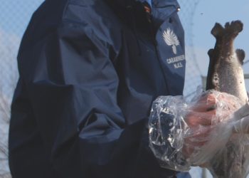 I carabinieri di Iglesias e i NAS di Cagliari hanno sanzionato il rappresentante di un ristorante etnico cinese, a Iglesias, per la mancata tracciabilità di 80 kg di alimenti