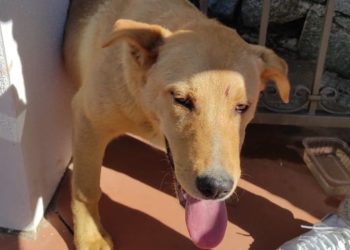 Tortolì: rimane bloccato in un cancello, i vigili del fuoco salvano un cane