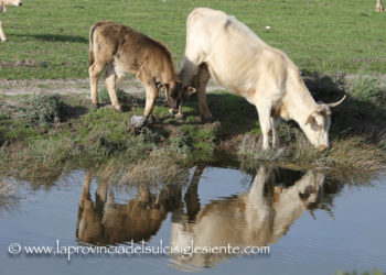 Allevatori contro lo stop improvviso imposto dall’assessorato regionale della Sanità