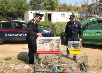 Un 40enne cagliaritano è stato denunciato per detenzione clandestina di 8 cardellini (specie protetta)