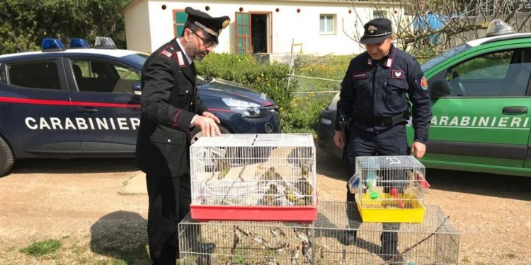 Un 40enne cagliaritano è stato denunciato per detenzione clandestina di 8 cardellini (specie protetta)
