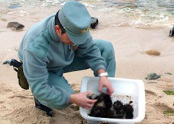 San Vero Melis: pesca abusiva di ricci in zona protetta, sanzionato un pescatore