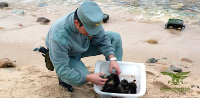 San Vero Melis: pesca abusiva di ricci in zona protetta, sanzionato un pescatore