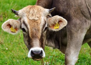 I bovini allevati nelle ex province della Gallura e dell’Ogliastra dovranno essere sottoposti al test antitubercolina e all’identificazione elettronica