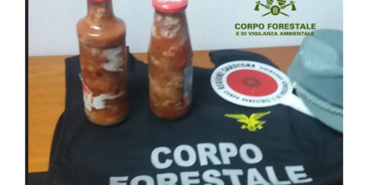 Operazione del Corpo forestale per il controllo sul prelievo e la commercializzazione dei ricci di mare e la polpa di ricci