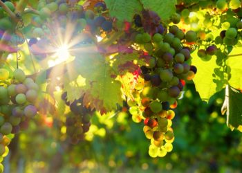Nuova linfa per la viticoltura in Sardegna: assegnati oltre 264 ettari per nuovi impianti