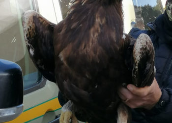 Il 20 febbraio un allevatore di Oniferi, a Badu Martine, ha trovato un esemplare adulto, maschio, di aquila reale ferita
