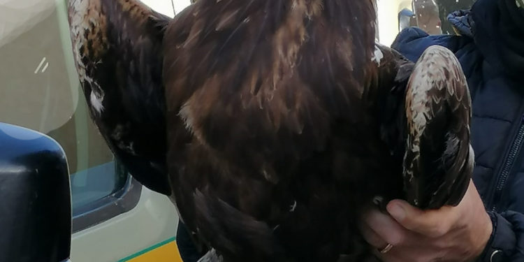 Il 20 febbraio un allevatore di Oniferi, a Badu Martine, ha trovato un esemplare adulto, maschio, di aquila reale ferita