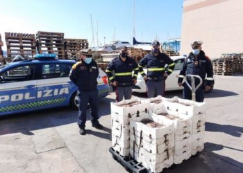 Olbia. Pesca abusiva di ricci e prodotti ittici, sanzionata un’azienda