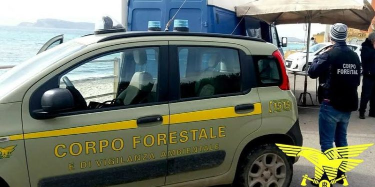 Antibracconaggio: Corpo Forestale e Carabinieri in azione a Villasimius, Capoterra e Gutturu Mannu