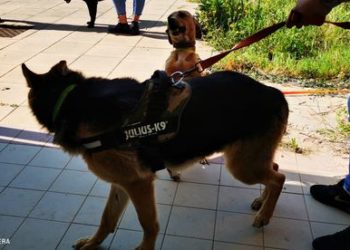 Bosa: proseguono le attività di microchippatura dei cani