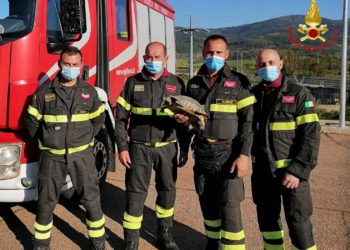Siniscola: i vigili del fuoco salvano una tartaruga terrestre