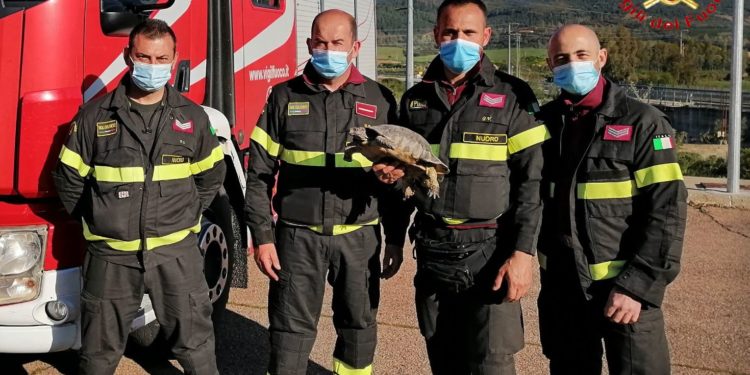 Siniscola: i vigili del fuoco salvano una tartaruga terrestre