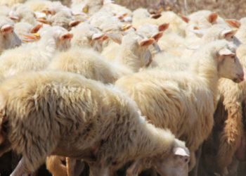 Contas: l’agnello sardo Igp vola nei prezzi