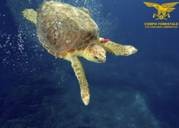 In poco di una settimana, sono già 5 le tartarughe recuperate nelle acque dell’Area marina protetta di Tavolara – Punta Coda Cavallo