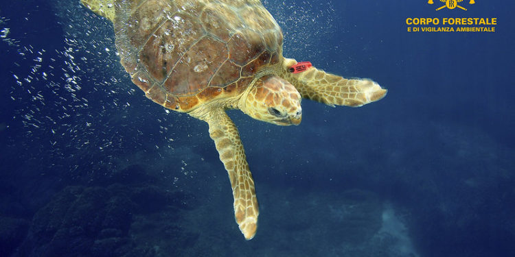 In poco di una settimana, sono già 5 le tartarughe recuperate nelle acque dell’Area marina protetta di Tavolara – Punta Coda Cavallo
