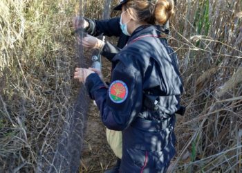 Operazione antibraconaggio del Corpo Forestale e dei carabinieri a Villasimius, Capoterra  e Gutturu Mannu