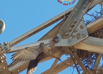 Narbolia: gheppio intrappolato in un traliccio, lo salvano i vigili del fuoco