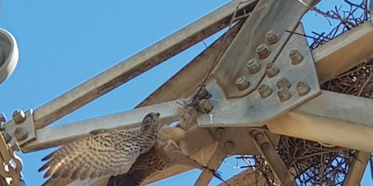 Narbolia: gheppio intrappolato in un traliccio, lo salvano i vigili del fuoco