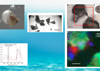 I piccoli organismi marini sono a rischio scomparsa per colpa delle microplastiche, a dirlo uno studio dell’Università di Cagliari