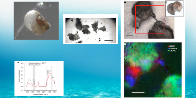 I piccoli organismi marini sono a rischio scomparsa per colpa delle microplastiche, a dirlo uno studio dell’Università di Cagliari