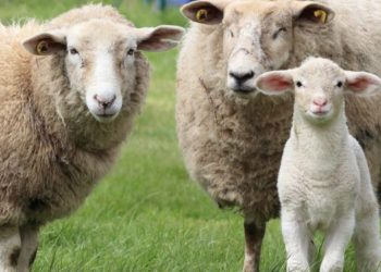 Contas: l’agnello sardo Igp vola nei prezzi