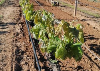 Danni dalle gelate. Il centrosinistra algherese: “Dare subito risposte agli agricoltori”