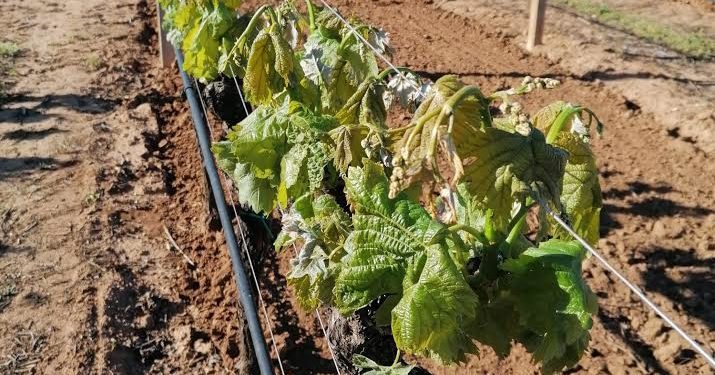 Danni dalle gelate. Il centrosinistra algherese: “Dare subito risposte agli agricoltori”