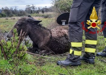 Arzachena: asino cade in un pozzo, lo salvano i vigili del fuoco