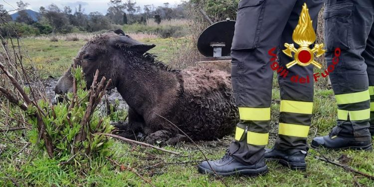 Arzachena: asino cade in un pozzo, lo salvano i vigili del fuoco