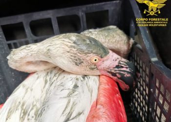 Cagliari, fenicottero adulto in difficoltà: salvato dalla Forestale