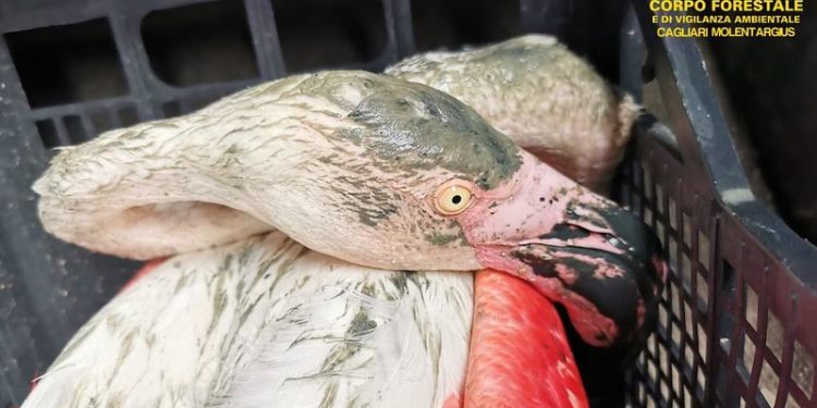 Cagliari, fenicottero adulto in difficoltà: salvato dalla Forestale