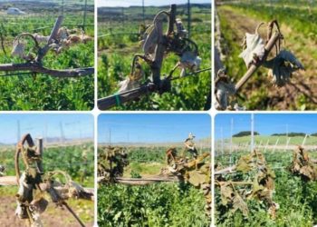 Gelate notturne. Anci Sardegna: «Danni gravissimi per il settore agricolo e vitivinicolo, dichiarare lo stato di calamità naturale»
