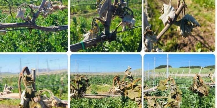 Gelate notturne. Anci Sardegna: «Danni gravissimi per il settore agricolo e vitivinicolo, dichiarare lo stato di calamità naturale»