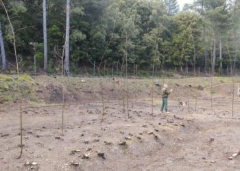 Il comune di Lanusei e l’agenzia Forestas hanno siglato una convenzione per la valorizzazione del castagno