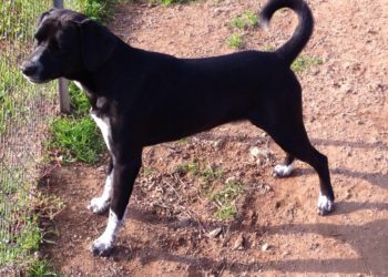 Arzachena: boom di adozioni al canile municipale