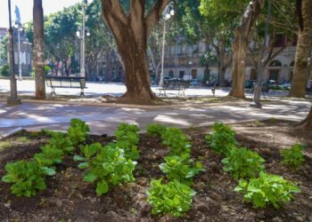 Cagliari diventa sempre più verde